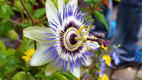 Vista 6 de Semillas Flores Pasiflora Púrpura Perenne Exótico - 3 Semillas