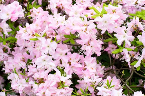 Vista 5 de 50 semillas de flores arbustivas rosadas de arbustos de arbustos de azalea real de Schlippenbachii