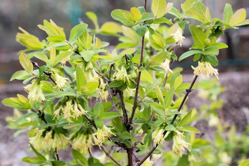 Vista 7 de 30 HONEYBERRY Blue Honeysuckle Lonicera Caerulea Edible Fruit Shrub Seeds