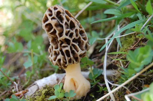Vista 6 de Semillas Morel Champiñones Esporas El micelio crece para plantar sin OMG