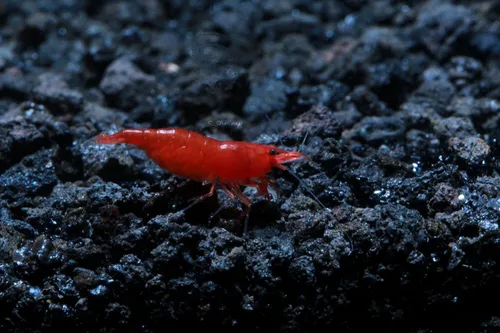 Vista 4 de Camarones vivos de acuario de agua dulce - Neocaridina (Bloody Mary, 5 unidades)