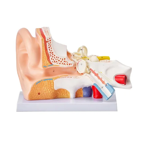 Vista 9 de VEVOR Modelo de anatomía de oído humano, modelo de oreja humana ampliada 5 veces, modelo de oreja anatómica de plástico PVC para educación, anatomía