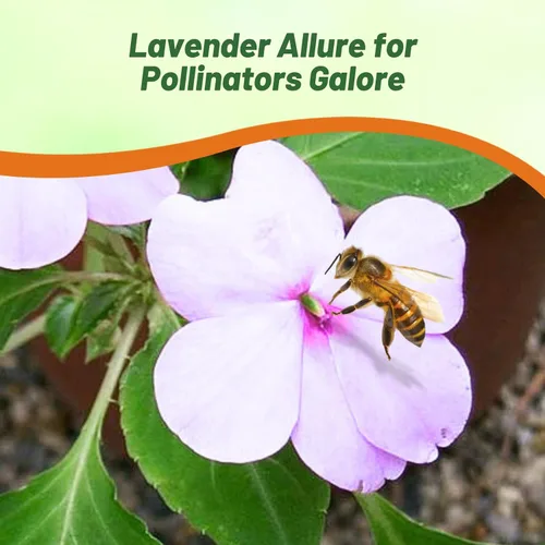 Vista 6 de Outsidepride Extreme Lavender Impatiens - Semillas de flores – 100 piezas anuales, compactas y aptas para polinizadores, semillas de Impatiens