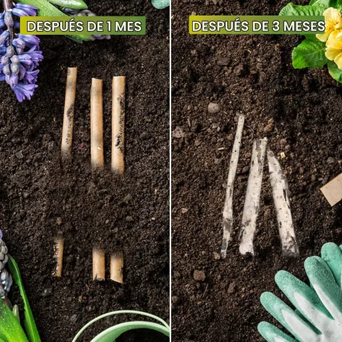 Vista 5 de Pajitas de coco biodegradables, 200 unidades, fibra de coco, desechables