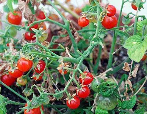 Vista 3 de Más de 30 semillas de tomate Red Robin Enano Determinadas Heirloom No OGM Dulce y Sabroso Bajo Ácido Raro Mini, Lycopersicon lycopersicum