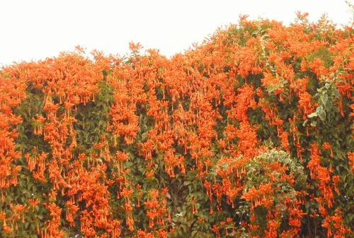 Vista 8 de UPC0764425789901 - Semillas de vid naranja gigante (Pyrostegia venusta) de Robsrareandgiantseeds UPC0764425789901 sin OMG, orgánico, cultivador