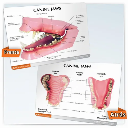 Vista 5 de GPI Anatomicals Modelo de mandíbula canina con dientes para anatomía canina