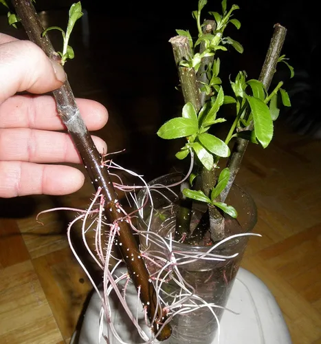 Vista 3 de 26 sauces híbridos, listos para plantar, árbol de sombra de crecimiento rápido, 26 plantas de árboles vivos para interiores y exteriores