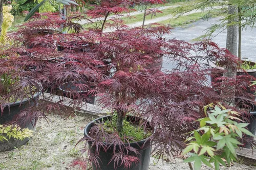 Vista 7 de 10 INABA SHIDARE Maple Weeping Red Laceleaf Japanese Acer Palmatum Dissectum Tree Seeds