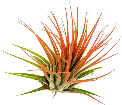 Vista 3 de ragnaroc Plantas de aire Tillandsia Ionantha, Regular 2-3 pulgadas - 1 unidad - Color orgánico mejorado - Llegada en vivo garantizada - Plantas