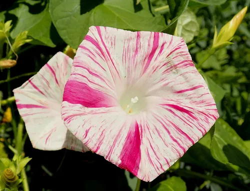 Vista 3 de Semillas Flores Morning Glory Carnival Mix - 25 Semillas