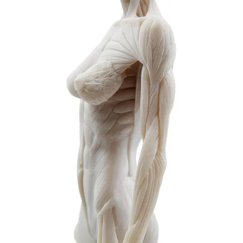 Vista 5 de BONEW Modelo del cuerpo de la cabeza del cráneo de la anatomía anatómica humana de la resina de los 30CM del hueso del músculo del modelo masculino