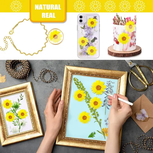 Vista 5 de 60 girasoles secos prensados amarillos para adornos de manualidades, flores secas naturales de 1.2 pulgadas, margarita grande para joyería