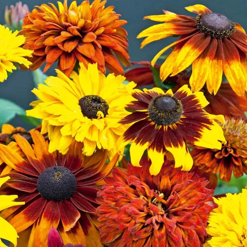 Vista 7 de Outsidepride All Sorts Mix Rudbeckia Seeds - 100 unidades. Semillas de flores anuales, fáciles de cultivar y auto-siembradas para plantar flores