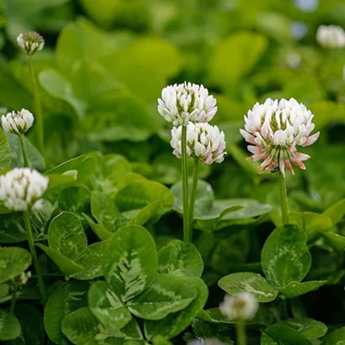 Vista 2 de Semillas de hierba blanca de la suerte para plantar (1,000 semillas) - Trébol fácil de cultivar