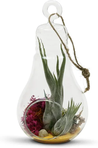 Vista 4 de WGV - Terrario de cristal colgante para plantas, ancho de 3 pulgadas, altura de 6 pulgadas, bombilla de aire para suculentas, jarrón transparente