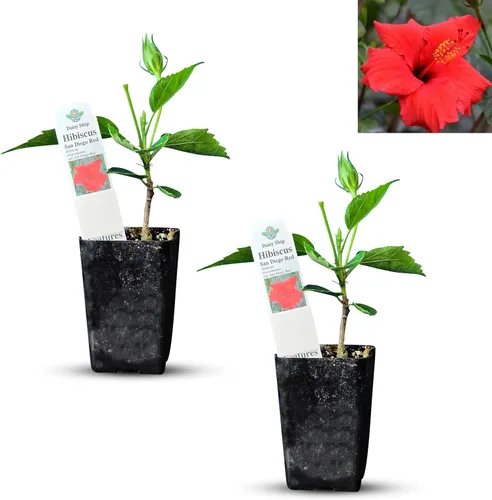 Vista 53 de Plantas de aloe coral (Aloe striata) - Suculenta viva con llamativos bordes rosados y hojas lisas y planas para jardinería en interiores