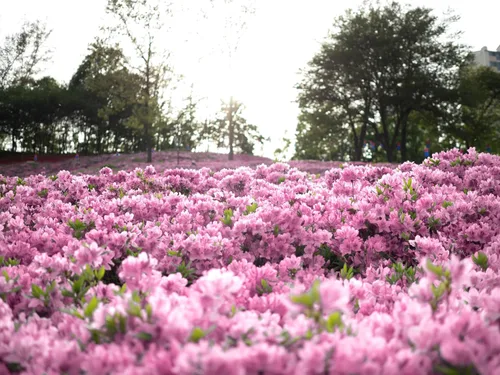 Vista 4 de 50 semillas de flores arbustivas rosadas de arbustos de arbustos de azalea real de Schlippenbachii