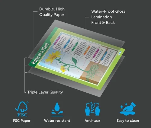 Vista 4 de Daydream Education Parts of a Plant Science - Póster para aula de ciencias de plantas, tamaño extragrande, 33 x 23.5 pulgadas, laminado, decoración