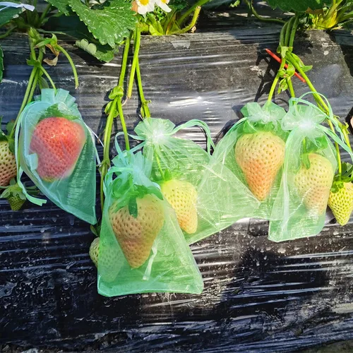 Vista 4 de 100 bolsas de protección de frutas verdes de 6 x 8 pulgadas, bolsas de malla para frutas con cordón, bolsa de malla para proteger las plantas
