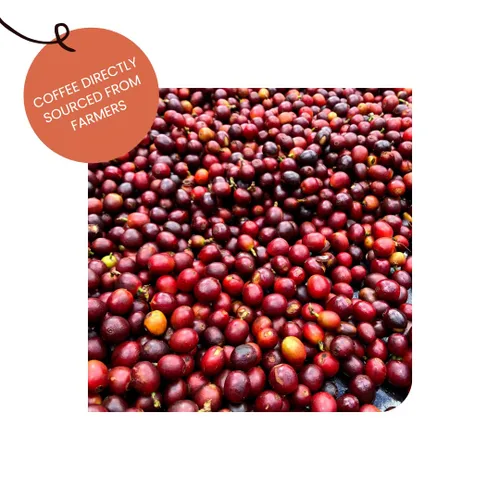 Vista 5 de Yemen Fruits Chocolata - Granos enteros y café molido - Café típico antiguo procedente de la región de Haima de Yemen - Café 100% arábica
