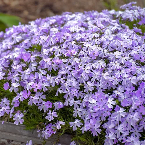 Vista 4 de Phlox Subulata Azul esmeralda, Phlox rastrero, Phlox musgo/rosas, cubierta del suelo, perenne mate perenne con codiciadas flores azul-púrpura
