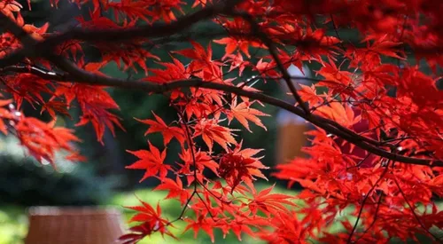Vista 4 de Bloodgood Árbol de arce japonés rojo - Planta viva de 2 años - Acer palmatum 'Bloodgood' por - Japanese Maples and Evergreens