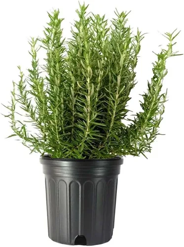 Vista 8 de American Plant Exchange Lavanda Inglesa – 6 Pulgadas con Maceta – Planta de Hierba Aromática Floreciente Viva, Vegetación Aromática Comestible