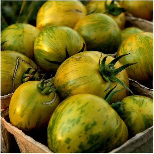 Vista 2 de Everwilde Farms - Semillas de tomate de cebra verde orgánica de 1 onza - Paquete Gold Vault