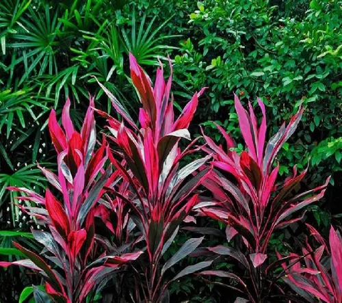 Vista 7 de Troncos de plantas de hojas de Ti rojas hawaianas, plantas tropicales vivas para interiores y exteriores, 2 troncos de corte de cordyline fruticosa