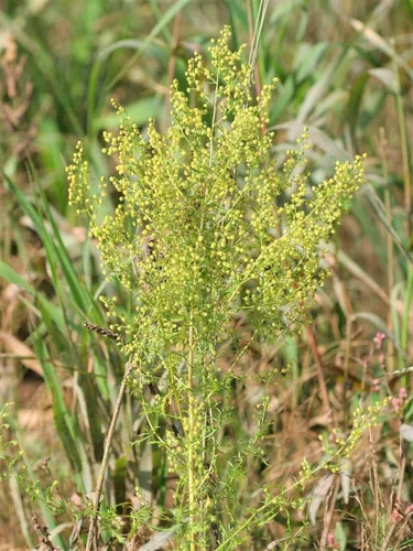 Vista 4 de Ajenjo Dulce Artemisia Annua Dulce Annie Artemisa Hierba Sagewort rasa1ca (1000 Semillas)