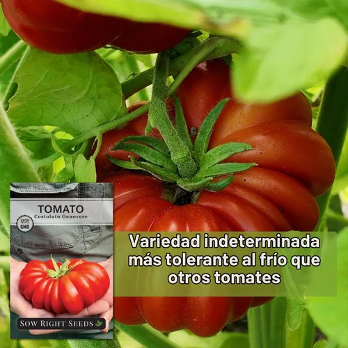 Vista 5 de Sow Right Seeds - Semilla de tomate genovesa Costoluto para plantar verduras Plante reliquia única indeterminada sin OMG en un huerto doméstico al