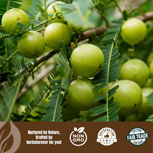 Vista 8 de Herbsforever Aceite Amla – Mima y nutre tu cabello – Goodness of Amla – Aceite premium prensado en frío – Sin OMG, orgánico, vegano – 7.1 fl oz