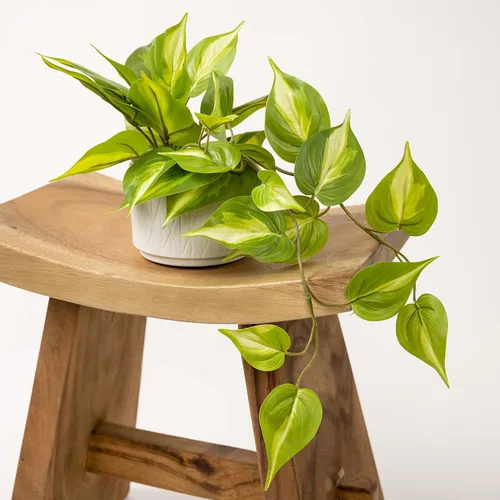 Vista 6 de Kurrajong Farmhouse Planta de potos falsa verde claro Planta falsa para decoración de estantes Planta de hiedra colgante artificial con maceta