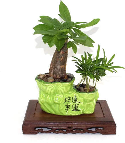 Vista 5 de GOLDY&WENDY - Pedestal rectangular para manualidades con base de madera maciza JiChi Wood Display Stand Home Decoration, Carved Art, Display Stand