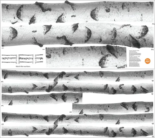 Vista 2 de WallPops DWPK2756 SSilver Birches - Kit de arte para pared, color blanco y blanco roto