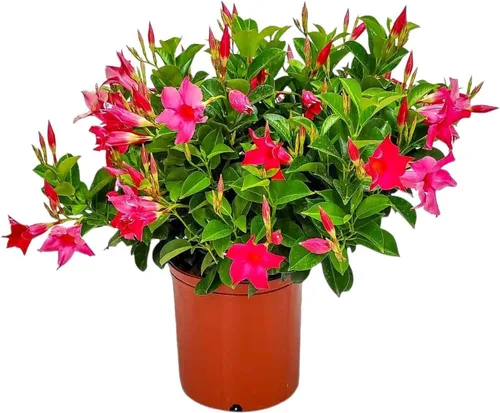 Vista 12 de Tropical Plants of Florida - Arbusto blanco de Dipladenia - Altura total de 14 pulgadas - Maceta de 6 pulgadas (1 galón) (solo planta)