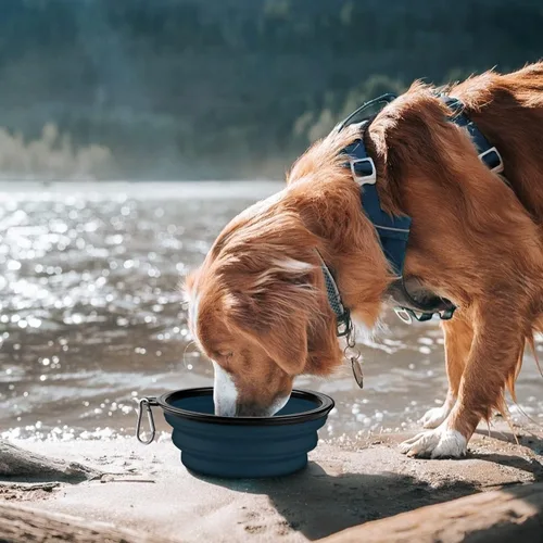 Vista 9 de COOYOO Cuenco plegable para perros, paquete de 2 cuencos plegables para agua para perros y gatos, plato portátil para alimentación de mascotas