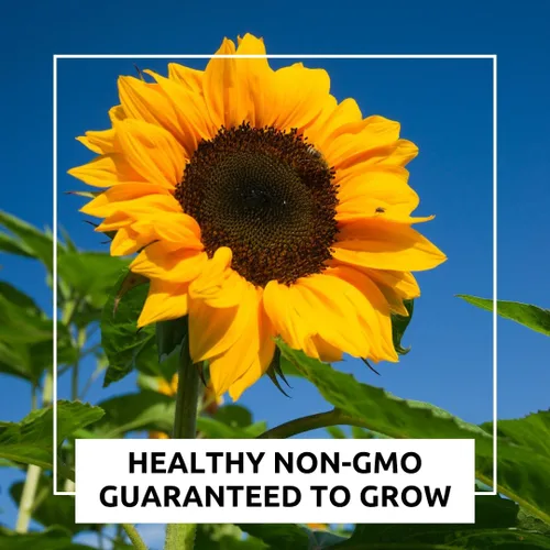 Vista 5 de Semillas de girasol gigantes amarillas – 20 semillas fáciles de cultivar – Flores masivas de 2 pies de ancho – Girasoles de patio trasero imponentes