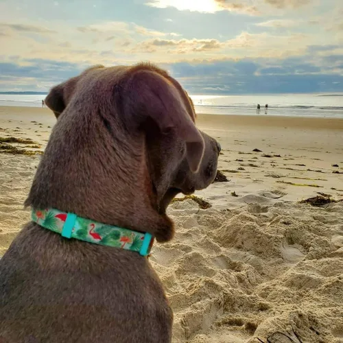 Vista 5 de Martingale - Collares para perros con hebilla a presión rápida, ajustable, patrón de flamenco, collares de entrenamiento sin tirones, para perros