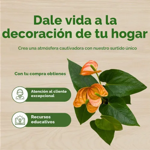 Vista 6 de BubbleBlooms Anthurium Coral, naranja - ish en una hoja en forma de corazón de 4 pulgadas