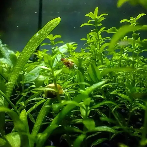 Vista 5 de Pearl Weed Hemianthus Micranthemoides Plantas de acuario en maceta de granja de EE. UU