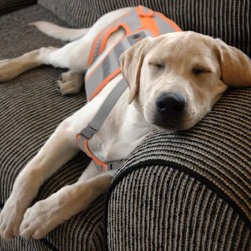 Vista 5 de Soporte de espalda para perro para artritis, soporte de cadera para perro para IVDD, arnés de soporte de marco para espalda, mantiene la espalda