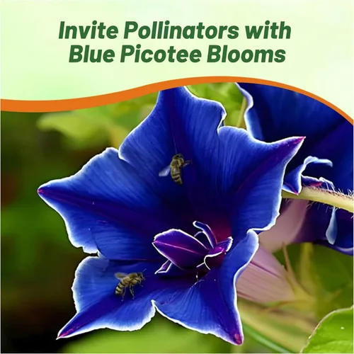 Vista 5 de Outsidepride Blue Picotee Morning Glory Seeds - 50 unidades. Semillas de flores anuales, trepadoras y enredaderas para plantar grandes flores azules