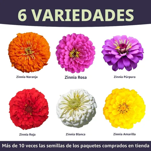 Vista 3 de Zinnia Cut & Come Again Mix - Paquete grande de 1 onza - 4,000 semillas de flores para plantar - Zinnia elegans