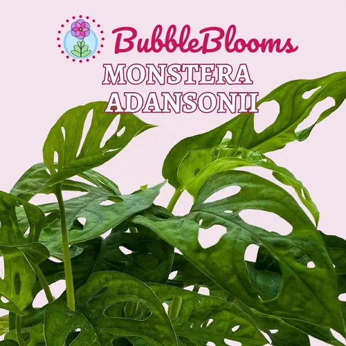Vista 2 de BubbleBlooms Planta de queso suizo Monstera Adansonii, vive en una maceta de 4 pulgadas por BubbleBlooms