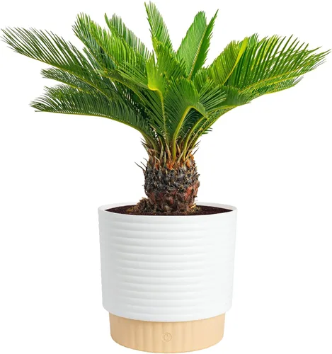 Vista 18 de Costa Farms Planta viva de palma de bambú en maceta decorativa, planta de interior grande purificadora de aire, perfecta para decoración del hogar
