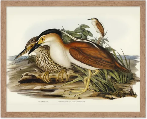 Vista 45 de Poster Master Póster vintage de James Audubon – Impresión retro de amargo americano – Arte de aves de América – Regalo para hombres, mujeres