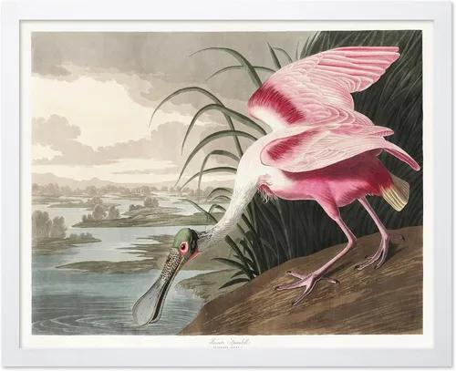 Vista 111 de Poster Master Póster vintage de James Audubon – Impresión retro de amargo americano – Arte de aves de América – Regalo para hombres, mujeres