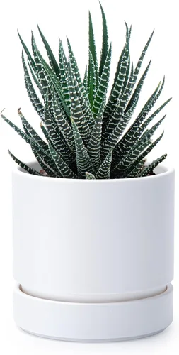 Vista 30 de Phoenix Vine 4 Inch Planter Pot with Drainage Hole & Saucer, Deep Water Catch Tray, Straight Cylindrical Round Pot for Plants, Olive, Pack of 1